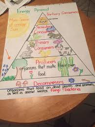 15 Energy Pyramid Worksheet 4th Grade In 2020 Elementary Science Middle School Science 7th Grade Science