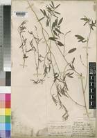 Image result for Indigofera rhytidocarpa