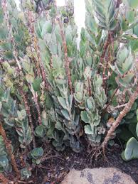 Image result for Scleria laxiflora