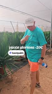 Yucca gloriosa do polskiego ogrodu #yuccagloriosa #bestpalm #marekmalec  #zapalmiamypolskę #ogrody #palmymrozoodporne #palmywpolsce #palmywogrodzie  #ogródpalmowy #ogródmarzeń