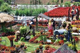 Wisata Di Lembang Kebun Begonia Yang Paling Terkenal Gerai News