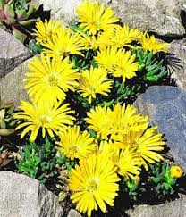 Delosperma Congestum Gold Nugett Great Low Water Use Plant With Prolific Bright Blooms This Variety Is Yellow B Pflanzen Bodendecker Steingarten Pflanzen