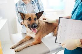 Wir empfehlen hündinnen, wenn gewünscht nach der ersten läufigkeit zu kastrieren. Vor Und Nachteile Der Kastration Beim Hund Herz Fuer Tiere De