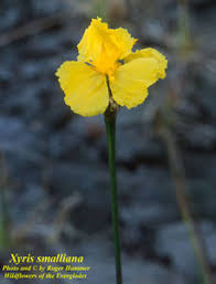 Image result for Xyris straminea