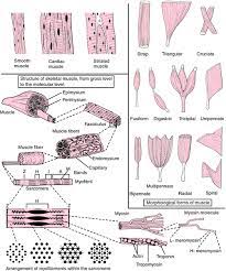 Physical Characteristics Of Primary Elasticity Muscle Definition Of Physical Characteristics Of Primary El Medical Dictionary Muscle Definition Soft Palate