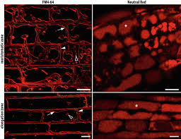 In plant cells the vacuoles can occupy up to. Plant Cell Vacuoles Staining And Fluorescent Probes Springerlink