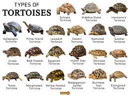 Tortoise Facts Types Classification Habitat Lifespan Diet