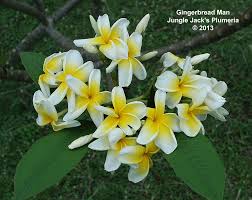 Gingerbread Man An Extremely Vigorous And Heavy Blooming Yellow White Plumeria With An Excellent Fragrance Too Good To Keep Out O Plumeria Frangipani Flowers