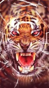 pin by angst on angst tiger wallpaper angry tiger big cats art
