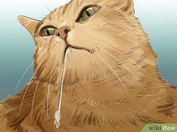 How To Tell If A Cat Has A Sore Throat 9 Steps With Pictures