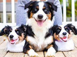 We create fun and beautiful socks with your pet's face on it. The Best Custom Gifts That Look Like Your Pet From Necklaces To Socks