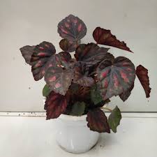 Rex begonia care indoors is considered tricky by some. How To Grow And Care For Begonia Plants Nursery Buy