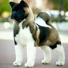 American Akita Dog Black And White If You Are A Akita Lover Check Out This Akita Collection You May Like It Https Etsytshirt Com Akita Akita Akit Akita Puppies Cute Animals Dog Breeds