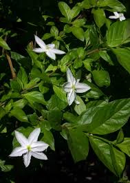 Image result for Leptactina platyphylla
