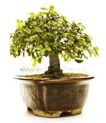 I'm pruning my african style serissa foetida bonsai to look like an acacia tree in a desert i bought a box store serissa foetida bonsai which was in a poor health state. Serissa Bonsai