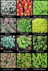 Most are easy to grow, spread rapidly, and bring pops of color even in poor soil. I Just Love All These Sweet Little Guys Sedum Garden Planting Succulents Ground Cover Plants