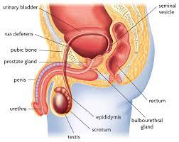 Landing strip man.jpg 635 × 454; Body Anatomy Male Anatomy Drawing Diagram