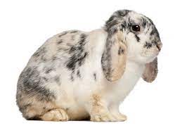 French Lop Breed Information And Pictures Petguide Com