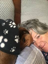 Pets will be sold on a spay/neuter. Dachshund Puppies For Sale In North Alabama Bmo Show