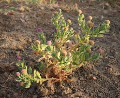 Image result for Sphaeranthus gomphrenoides