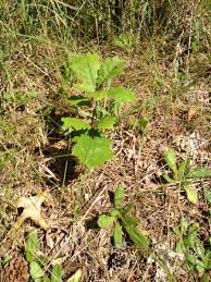 Image result for oak sapling
