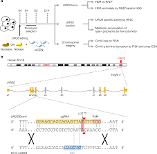 Crispr Cas9 Genome Editing Induces Megabase Scale