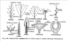 Types Of Inflorescence 5 Types With Diagram Plants