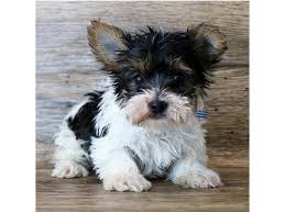 Image result for white yorkshire terrier