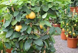 Nature hills is a complete garden center offering trees, shrubs, perennials, rose bushes, other plants, flower bulbs, and seeds. Buy Fruit Trees Near Me Beltran Nursery And Landscape