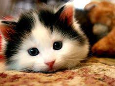 Foto kucing lucu banget bikin ngakak sumber : 62 Ide Kucing Kucing Kucing Lucu Gambar Kucing Lucu