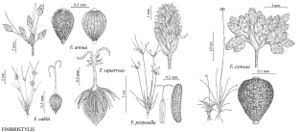 Image result for Fimbristylis squarrosa