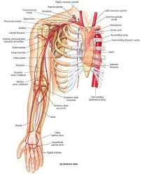 Veins and arteries diagram 205 circulatory pathways anatomy and physiology. Pin On Body