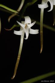 Image result for Cyrtorchis praetermissa