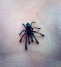 Black And White Striped Spider Texas Avicularia Versicolor Sling Cool Insects Behind Ear Tattoo Pets