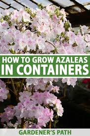 Azalea flowers come in shades of orange, yellow, purple, red, pink, and white colors. How To Grow Azaleas In Containers Gardener S Path