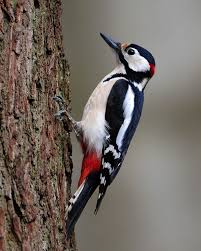 Buntspecht Diy Rubber Stamps Buntspecht Diy Rubber Stamps Wild Birds Photography Beautiful Birds Colorful Birds