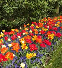 It's important to place bulbs where you know you will see them. Tulip Planting Depth How To Plant Your Tulip Bulbs For Optimal Blooms