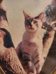 I miss my lynx points : r/lynxpointsiamese