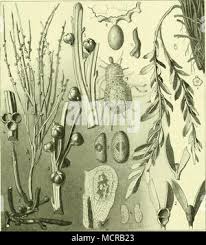 Image result for Psilotrichum scleranthum