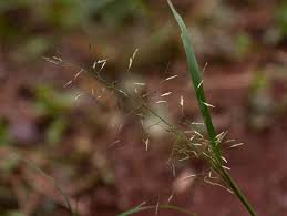 Image result for Eragrostis tenuifolia