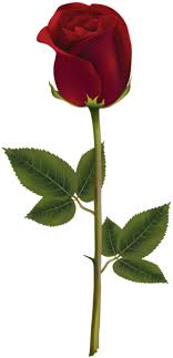 Red Rose Dark Transparent Png Image Studio Background Images Love Background Images Blue Background Images