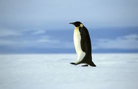 Image result for penguin
