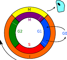 Check spelling or type a new query. How Mitosis Process Occurs In An Animal Cell