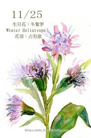 lofter 乐乎 watercolor flowers botanical watercolor flower drawing