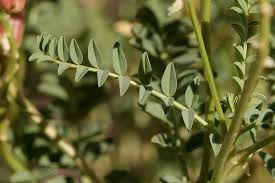Image result for Agelanthus lugardii