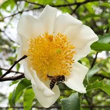 Image result for Oncoba