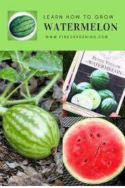 How To Plant Watermelon Finegardening How To Grow Watermelon Grow Watermelon Watermelon Plant
