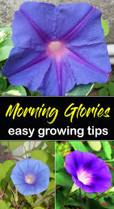 They will also twine up. How To Grow Morning Glory Growing Morning Glory In A Container Morning Glory Plant Morning Glory Flowers Flowering Vines