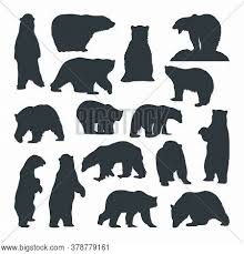 Angry bear silhouette isolated on white vector eps 10. Standing Bear Silhouette Images Illustrations Vectors Free Bigstock