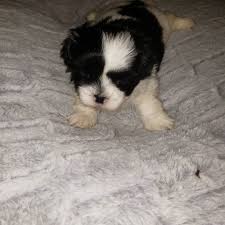 Maybe you would like to learn more about one of these? Shitzu Puppies Home Facebook